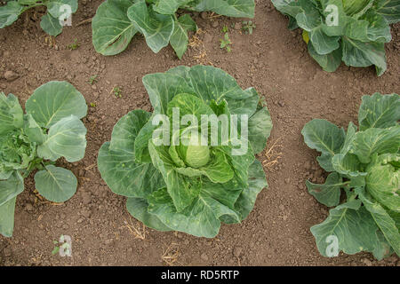 Growing green cabbage in the open field, organic growing vegetables. Stock Photo