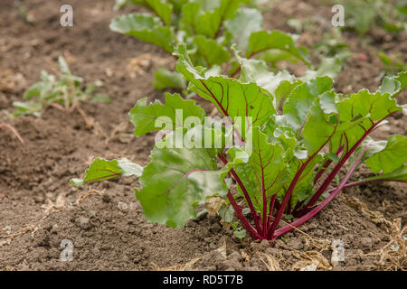 Young plants of beet in the garden, organic growing vegetables. Stock Photo