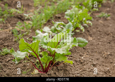 Young plants of beet in the garden, organic growing vegetables. Stock Photo