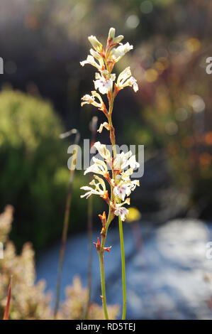 Dainty white iris (Tritoniopsis unguicularis) flowering on top of Table Mountain in January (Cape Town, South Africa) Stock Photo