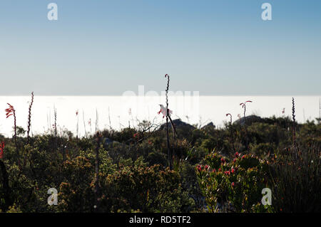 Cape Sugarbird perched on a flowering watsonia on top of Table Mountain in Cape Town, South Africa Stock Photo