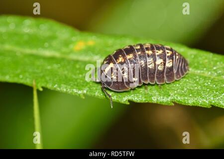 A dark purple-colored Sow bug with unusual white markings sits on a plant leaf while out foraging for food in Houston, TX. Stock Photo