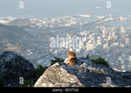 Rock Hyraxes enjoying city views in the last of the afternoon sun on top of the Table Mountain in Cape Town, South Africa Stock Photo