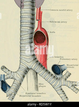 . Cunningham's Text-book of anatomy. Anatomy. Thyreoid cartilage -Crico-thyreoid membrane — Cricoid cartilage  Part of trachea covered by isthmus of thyreoid body Common carotid artery Subclavian artery The trachea adheres rigorously to the median plane except towards its termination, where it de- viates very slightly to the right. As it passes down- wards it recedes rapidly from the surface. This is due to its following the curvature of the vertebral column, from which it is separated by the oesophagus alone. Relations of the Trachea.—In the study of the relations of the trachea it is conveni Stock Photo