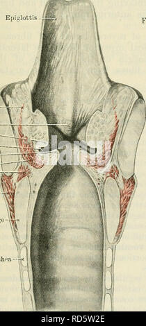 . Cunningham's Text-book of anatomy. Anatomy. LAKYNGEAL MUSCLES. 1075 which lie in the lateral walls of the larynx. Each is bounded below by the thy re o - arytaenoideus, medially by the thyreo - epiglottic ligament and the appendix ventriculi laryngis, and later- ally by the lamina of the thyreoid car- r ^ ^^^ Epiglottis tilage. It constitutes what was formerly described as the uppermost fibres of the thyreo-arytsenoideus externus muscle. Each thyreo-epiglotticns arises from the medial surface of the lamina of the thyreoid cartilage, immediately above the origin of the thyreo - arytaenoideus. Stock Photo