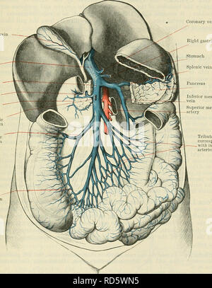 . Cunningham's Text-book of anatomy. Anatomy. THE POETAL SYSTEM OF ...