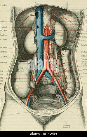 . Cunningham's Text-book of anatomy. Anatomy. THE INFEEIOE VENA CAVA ...