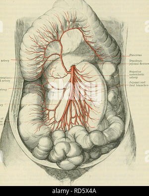 arteria lumbar