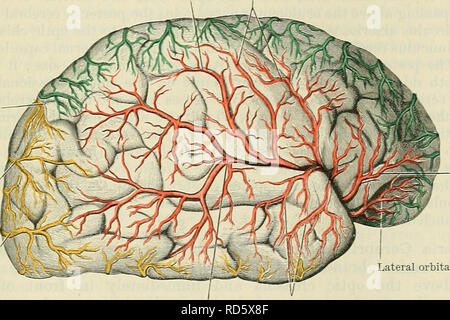 . Cunningham's Text-book of anatomy. Anatomy. BEANCHES OF THE EXTEENAL