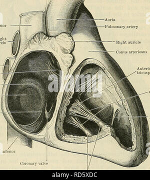 . Cunningham's Text-book of anatomy. Anatomy. 874 THE VASCULAK SYSTEM ...