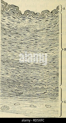 . Cunningham's Text-book of anatomy. Anatomy. C B A2 Ai -Structure of Blood-vessels (diagrammatic). A1, Capillary—with simple endothelial walls. A2, Larger capillary —with connective tissue sheath, &quot;adventitia capillaris.&quot; B, Capillary arteriole—showing muscle cells of middle coat, few and scattered. C, Artery—muscular elements of the tunica increase and form a COntinUOUS layer, media forming a continuous layer. , ., , ,, , , -t- . whilst yellow elastic and ordinary white connective tissue are added in varying proportions. The walls of the vessels thus become more complex, and numero Stock Photo