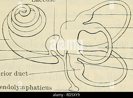 . Cunningham's Text-book of anatomy. Anatomy. 84:6 THE ORGANS OF SENSE. base of the modiolus. It is divided by a transverse ridge, the crista transversa, into two partsâan upper or fossula superior and a lower or fossula inferior. The anterior part of the fossula superior is termed the area n. facialis and exhibits a single large opening, the commencement of the facial canal, for the transmission of the facial nerve. Its posterior part is named the area vestibularis superior, and is perforated by the nerves for the utricle and the ampullae of the superior and lateral semicircular ducts. The an Stock Photo