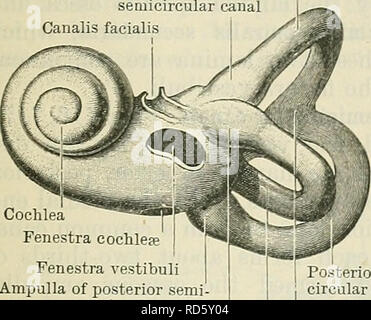 . Cunningham's Text-book of anatomy. Anatomy. OSSEOUS LABYBINTH. 84J AUEIS INTEKNA. The internal ear or essential part of the organ of hearing is situated in the substance of the petrous part of the temporal bone, and consists of two sets of structures, viz.: (1) a series of passages hollowed out of the bone and constituting the osseous labyrinth; these are continuous with each other, and are named Superior semicircular canal Ampulla of superior sernicircular canal Canalis facialis. Kecessus ellipticus Crista vestibuli Recessus spha?ricus Cochlea Fenestra cochlea; Fenestra vestibuli Ampulla of Stock Photo