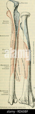 . Cunningham's Text-book of anatomy. Anatomy. THE RADIUS. 215 which rolls within the radial notch of the ulna in the movements of pronation and supination. The character of the lateral half of the circumference differs from the medial, in being narrower, and rounded from above downwards. The collum radii (neck) is the constricted part of the shaft which supports the head, the overhang of the latter being greatest towards the lateral and dorsal side. Distal to the neck, on the medial side, there is an outstanding oval prominence, the tuberositas radii (radial tuberosity). The dorsal part of thi Stock Photo