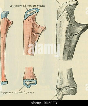 . Cunningham's Text-book of anatomy. Anatomy. THE ULNA. 213 posterior surface is subdivided by a faint longitudinal ridge, the bone between which and the interosseous crest furnishes origins for the abductor pollicis longus, extensor pollicis longus, and extensor indicis proprius muscles, in order proximo- distally. The surface of bone between the dorsal margin and the afore-mentioned longitudinal line is smooth and overlain by the extensor carpi ulnaris muscle, which does not arise from it. The distal extremity of the ulna presents a rounded head (capitulum ulnse), from which, on its medial a Stock Photo