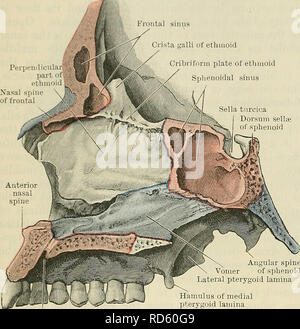 . Cunningham's Text-book of anatomy. Anatomy. 186 OSTEOLOGY. Perpeiii Frontal sinus / Crista galli of ethmoid Cribriform plate of ethmoid Sphenoidal sinus Sella turcica Dorsum sellre of sphenoid The sinus in the orbital process of the palate bone either communicates with the sphenoidal sinus, or else assists in closing in some of the posterior ethmoidal cells. Its communication with the nasal cavity is through one or other of these spaces. The maxillary sinus lies to the lateral side of the nasal cavity, occupying the body of the maxilla. Its walls, which are relatively thin, are directed upwa Stock Photo