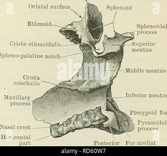 . Cunningham's Text-book of anatomy. Anatomy. Pterygo- palatine fossa ...