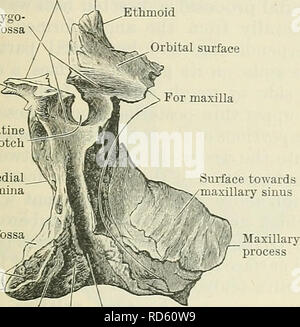 . Cunningham's Text-book of anatomy. Anatomy. THE PALATE BONES. 151 The pars horizontalis (horizontal part) has two surfaces and four borders. As its name implies, it is horizontal in position, and forms the posterior third of the hard palate. Its superior surface, which is smooth, is slightly concave from side to side, and forms the floor of the posterior part of the nasal cavity. Its inferior surface, rougher, is directed towards the mouth, and, near its posterior edge, often displays a transverse ridge for the attachment of a part of the aponeurosfs of the tensor veli palatini muscle. The a Stock Photo