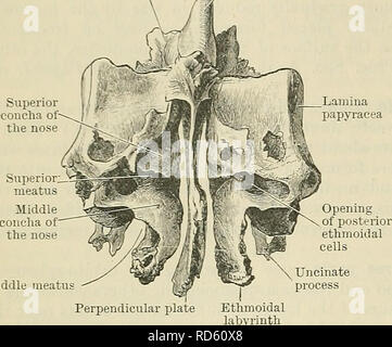 . Cunningham's Text-book of anatomy. Anatomy. 140 OSTEOLOGY.. Middle ...