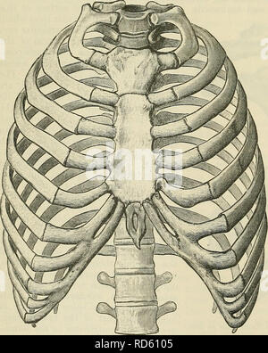 . Cunningham's Text-book of anatomy. Anatomy. 112 OSTEOLOGY but faintly marked. The anterior extremity of the rib is thickened and often ex- panded for the reception of its costal cartilage, which is not infrequently ossified. Here on the upper surface are attached the costo-clavicular ligament and the sub- clavius muscle. The inferior surface of the rib is smooth and is covered by pleura. The outer convex border, thin in front, is usually thick and rough behind the subclavian groove, where it has attached to it the fibres of the first digitation of the serratus anterior. Along this edge, also Stock Photo