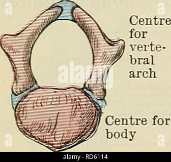 . Cunningham's Text-book of anatomy. Anatomy. 104 OSTEOLOGY. or seven cartilaginous ribs. Paterson, on the other hand, regards the sternum as arising independently of the ribs by the union of a right and left sternal bar in the median ventral hue. There are also reasons for supposing that the presternum is intimately associated with the development of the ventral part of the shoulder girdle. Ossification of the Vertebrae.—The vertebrae are developed by ossification of the cartilage which surrounds the notochord and which passes dorsally over the sides of the vertebral canal. The centres for th Stock Photo