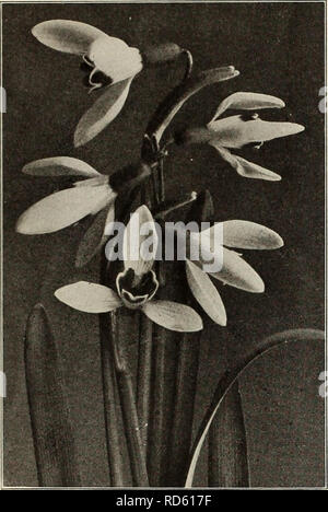 . Currie's bulbs and plants : autumn 1912. Flowers Seeds Catalogs; Bulbs (Plants) Seeds Catalogs; Nurseries (Horticulture) Catalogs; Plants, Ornamental Catalogs. CVRRIK BROS. CO., AUTUMN CATALOGUE. 1!U2 11. SCILLA Slberloa—One of the most beautiful, early spring blooming bulbs, bearing a profusion of remarkably pretty, rich blue flowers as soon as the snow has disappeared from the ground. Grown in masses or with Crocuses and Snowdrops, it presents a charming effect. It is perfectly hardy and remains in bloom a long time. It also makes a very showy plant for the conservatory or parlor in winter Stock Photo