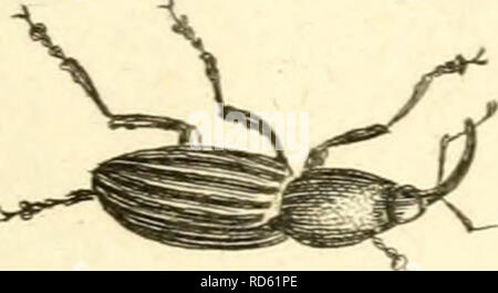 Curculionidae Curculionidae I V C C Cp X I