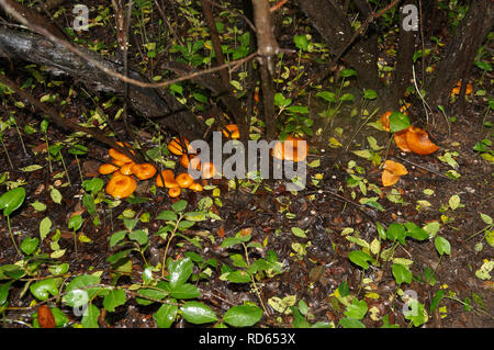 Omphalotus olearius, known as the jack-o'-lantern mushroom, is a poisonous orange mushroom. South of France, Var. Stock Photo