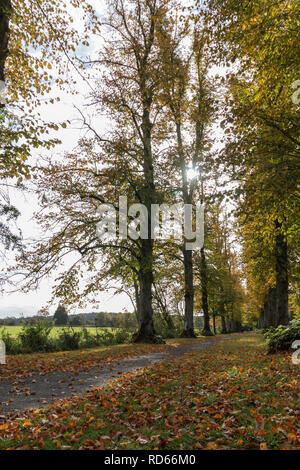 Pathway leading through a row of trees in autumn Stock Photo