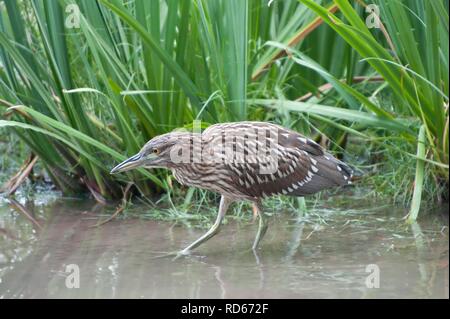 Immature Black-crowned Night-Heron (Nycticorax nycticorax nycticorax), Tigre, Delta del Parana, Argentina, South America Stock Photo