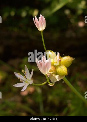 Allium canadense, 2015-06-10, Fox Chapel, 01. Stock Photo