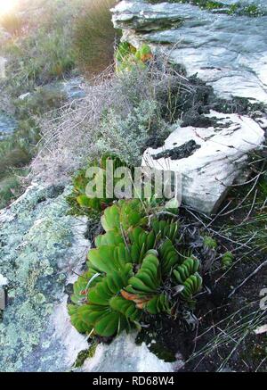 Aloe haemanthifolia of Western Cape mountaintops South Africa 2. Stock Photo