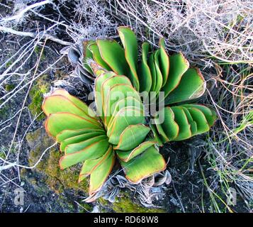 Aloe haemanthifolia of Western Cape mountaintops South Africa 3. Stock Photo