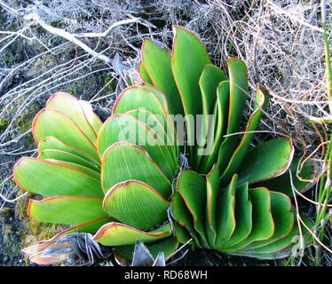 Aloe haemanthifolia of Western Cape mountaintops South Africa 7. Stock Photo