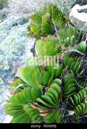 Aloe haemanthifolia of Western Cape mountaintops South Africa 8. Stock Photo