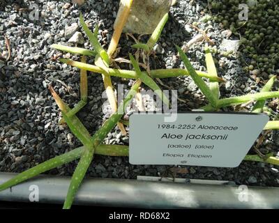 Aloe jacksonii - Botanical Garden in Kaisaniemi, Helsinki - Stock Photo