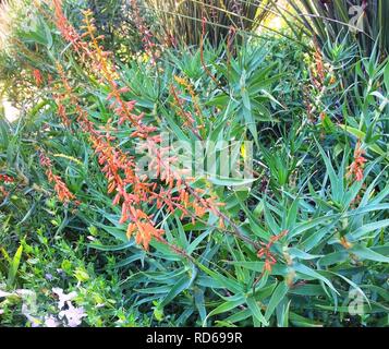 Aloe tenuior var rubriflora - Kirstenbosch 8. Stock Photo