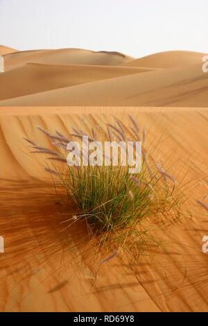Red sand, sand dunes, Empty Quarter region of Rub'al-Khali desert where only few plants survive, Abu Dhabi, United Arab Stock Photo