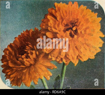 . Currie's garden annual. Flowers Seeds Catalogs; Bulbs (Plants) Seeds Catalogs; Vegetables Seeds Catalogs; Nurseries (Horticulture) Catalogs; Plants, Ornamental Catalogs; Gardening Equipment and supplies Catalogs. I^eiAji Qlani GcUenduleU. Calendula Double Orange Sunshine CURRIES CALENDULAS CHRYSANTHA (Sunshine)—Re- sembles a Chrysanthemum, is a clear buttercup yellow. 1/4 ox., 25e; Pkt., lOe. BALL'S ORANGE—Bright glow- ing oronge. 1/4 01., 75e; Pkt., 15e. BALL'S WHITE —Creamy white color with dork center. Pkt., 10c. CAMPFIRE (Sensation)—Petals extremely large and very dark orange with a scar Stock Photo