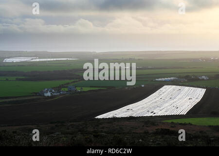 Long distance shot of plastic sheeting covering early potatoes from frost in West Cornwall, UK - John Gollop Stock Photo