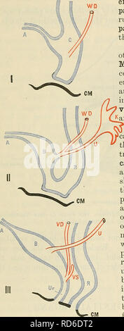 . Cunningham's Text-book of anatomy. Anatomy. 1328 THE UKINO-GENITAL SYSTEM. niesonephros atrophies, yet some the pronephros is a vestigial organ, and its development in all higher vertebrates is very incomplete. It disappears almost as soon as it is formed, and it is replaced by the far more important mesonephros. With the development of the permanent kidney the of its tubules persist in the adult. The ductuli efferentes, the ductuli aberrantes, and the rudimentary paradidymis (organ of Giraldes) in the male, and the rudimentary tubules of the ep-oophoron and of the paroophoron in the female, Stock Photo