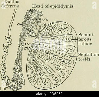 . Cunningham's Text-book of anatomy. Anatomy. THE DEFEEENT DUCT. 1289 a lobule of the epididymis (O.T. conus vasculosus). Within the head of the epididymis the little canals finally open into the single much-convoluted tube which constitutes the chief bulk of the epididymis, and is called the duct of the epididymis. This canal, which is not less than 19 or 20 feet in length, may be said to begin in the head of the epididymis, and to end, after an extraordinarily tortuous course, at the tail by becoming the ductus deferens (Fig. 1006). In most cases one or more slender convoluted diverticula fr Stock Photo