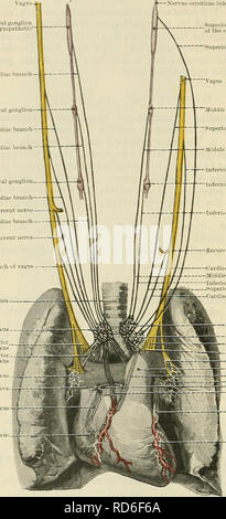 Grey Commis . Cunningham's Text-book of anatomy. Anatomy. THE WHITE MATTEE OF THE ...