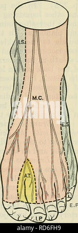 . Cunningham's Text-book of anatomy. Anatomy. SUPEEFICIAL PEEONEAL NEEVE. 731 2. Terminal Branches (on the foot).—The terminal branches are medial and lateral. The medial branch passes along the dorsum of the foot on the lateral side of the dorsalis pedis artery to the first interosseous space, where it divides into two dorsal digital branches for the supply of the skin of the lateral side of the great toe and the medial side of the second toe (nervi digitales dorsales hallucis lateralis et digiti secundi medialis). Each of these branches communicates with branches of the superficial peroneal  Stock Photo