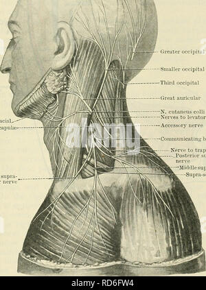 . Cunningham's Text-book of anatomy. Anatomy. CEEYICAL PLEXUS. 697 ...