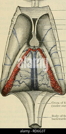 . Cunningham's Text-book of anatomy. Anatomy. 674 THE NEEVOUS SYSTEM. Genu of corpus callosum Cavum septi pellucidi Septum pellucidum Caudate nucleus Column of fornix Vena terminalis Chorioid tela of third ventricle Vena interna cerebri Lj Chorioid plexus of lateral ventricle ventriculi quarti, and it is in connexion with this portion of the pia mater that the chorioid plexuses of that cavity are developed. The tela chorioidea ventriculi tertii (O.T. velum interpositum),is a fold of pia mater which is invaginated into the brain, so that it comes to he over the third ventricle and to project in Stock Photo