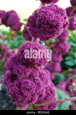 Amaranthus caudatus 'Centurion' Stock Photo - Alamy