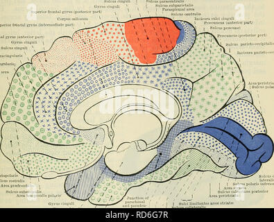 . Cunningham's Text-book of anatomy. Anatomy. THE VISUAL AREAS AND FIBRE-TBACTS. 661 make their appearance relatively early in development and become very deep furrows. The inferior of these is placed upon the tentorial surface, and is known as the sulcus collateralis ; the superior limiting furrow of the visual territory (its peristriate part) is upon the superior surface of the hemisphere, and is usually regarded as the ramus occipitalis of the sulcus interparietalis. But it is genetically independent of the latter furrow, and may be distinguished as the sulcus par occipitalis. Near the supe Stock Photo