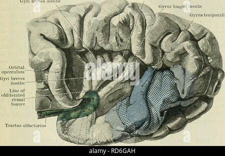 . Cunningham's Text-book of anatomy. Anatomy. THE SULCI AND GYEI OF THE CEEEBEAL HEMISPHEEES. 655 Opercula Insulae.âThe overlapping portions of the cerebral substance which cover over the insula are termed the insular opercula, and they form, by the apposi- tion of their margins, the three rami of the lateral fissure. The rami of the fissure extend from the exposed surface of the hemisphere to the submerged surface of the insula, and, in this manner, separate the opercula from each other. The temporal operculum (pars temporalis) extends upwards over the insula from the temporal region, and its Stock Photo