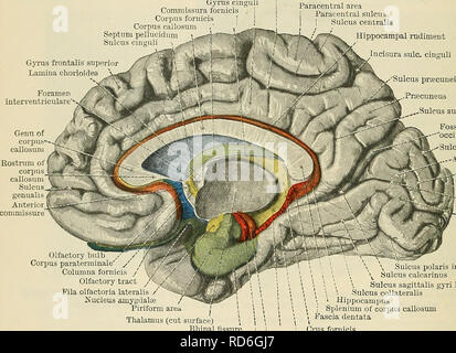. Cunningham's Text-book of anatomy. Anatomy. HYPOTHALAMUS 4? *& o
